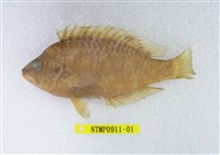 藏品(高體盔魚)的圖片